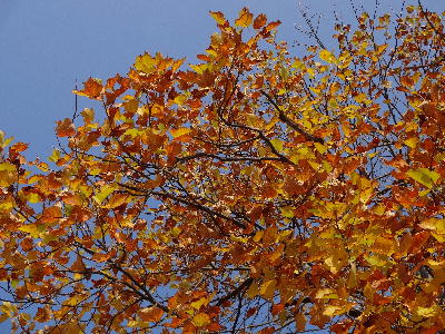 青空と紅葉