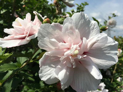  芙蓉 