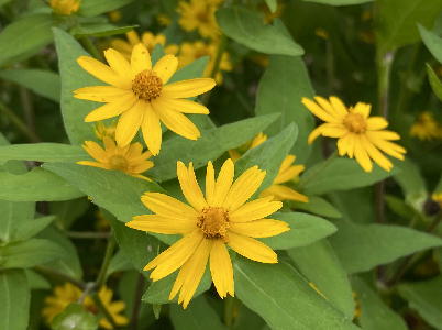  黄色の小花 