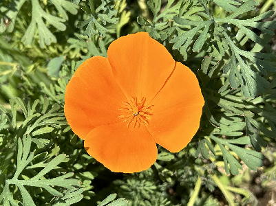  オレンジ色の花